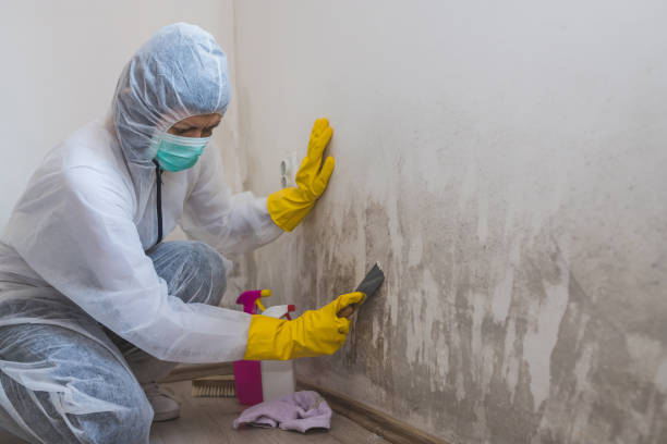 Best Bathroom Mold Remediation in Maine, WI