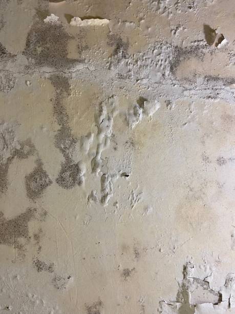 Best Localized Mold Remediation (e.g., coastal areas, humid climates) in Maine, WI