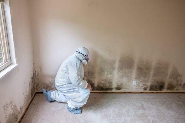 Best Localized Mold Remediation (e.g., coastal areas, humid climates) in Maine, WI