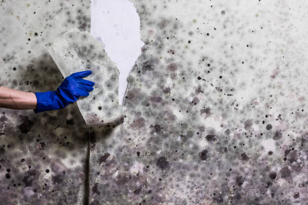 Best Post-Flood Mold Remediation in Maine, WI