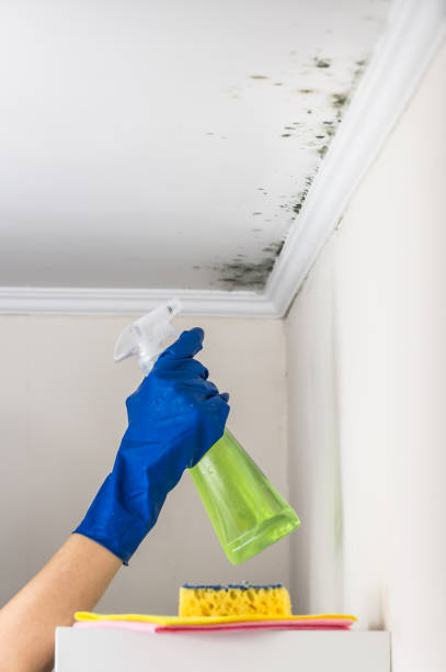 Best Kitchen Mold Remediation in Maine, WI